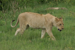 Lion d’Afrique