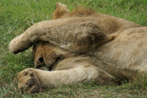 Lion d’Afrique