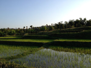 Rizières - Chiang Mai