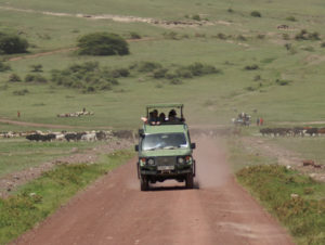 Safari