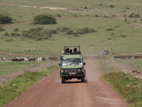 Safari - Tanzanie