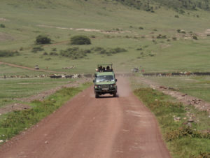 Safari