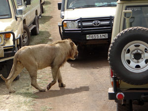 Safari