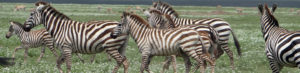 Animaux