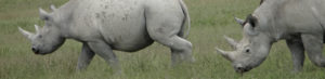 Protection animale