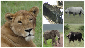 BIG 5
