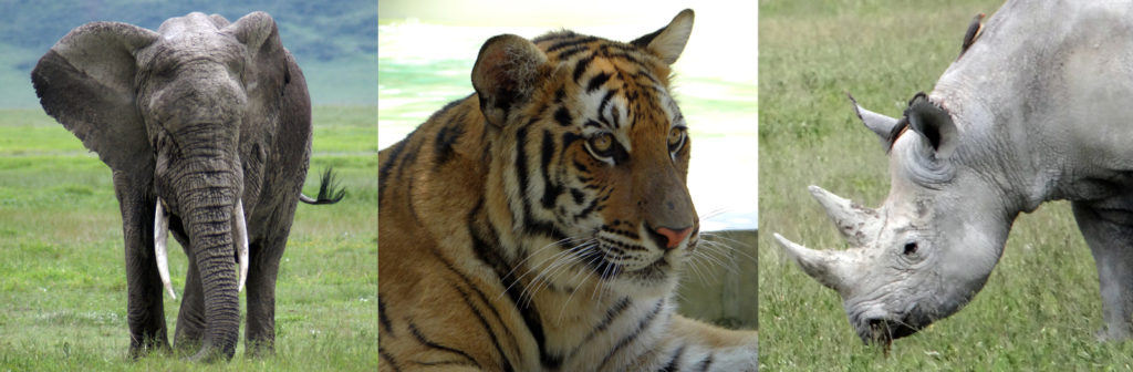 Protection animale