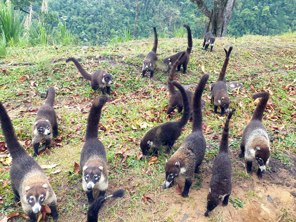 Coatis Costa Rica