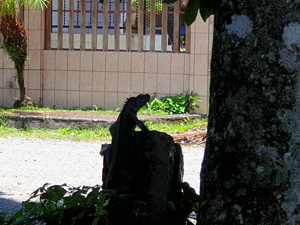 Iguane Cahuita