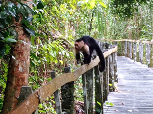 Parc National de Cahuita